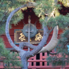 Japan5-Jan08- 02 Kiyomizu Kannon Temple, Ueno Park, Tokyo