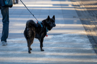 Japan5-Jan08- 05 A dog in Ueno park, Tokyo